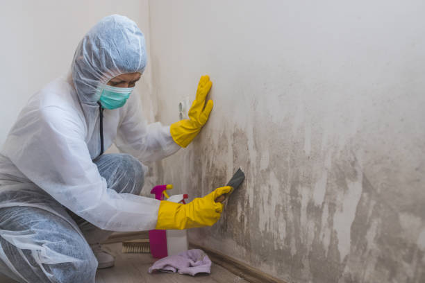 Best Mold Remediation Services  in Firthcliffe, NY