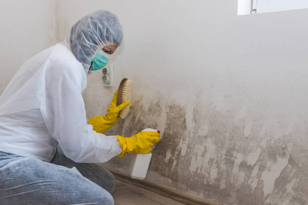 Best Black Mold Removal  in Firthcliffe, NY