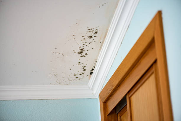 Certified Mold Removal in Firthcliffe, NY