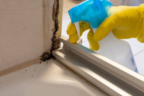 Best Emergency Mold Removal  in Firthcliffe, NY