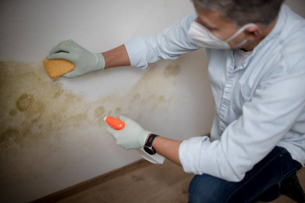 Best Local Mold Removal Service  in Firthcliffe, NY