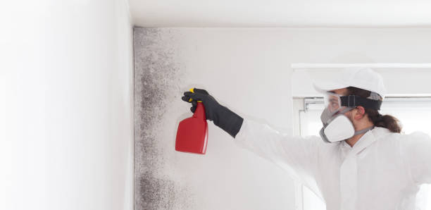 Best Mold Remediation Services  in Firthcliffe, NY