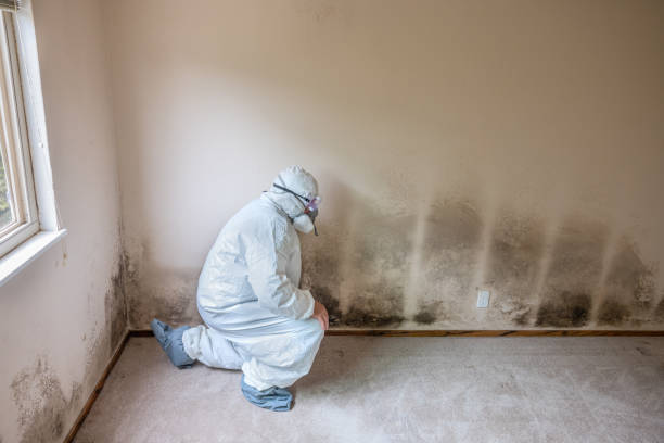 Best Mold Removal Company Near Me  in Firthcliffe, NY