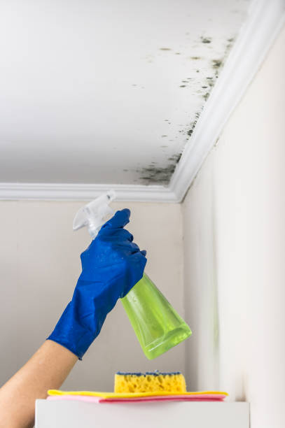 Best Mold Remediation Experts  in Firthcliffe, NY